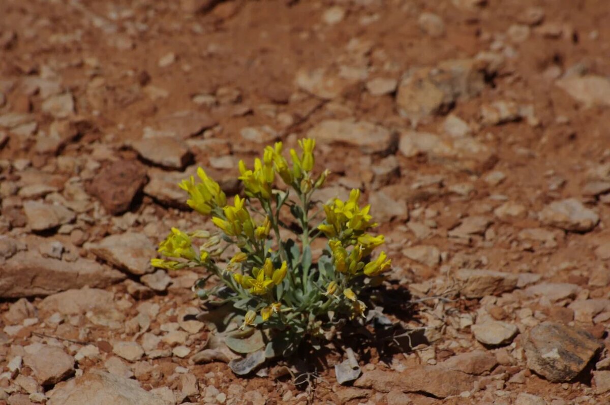 draba hispanica фото