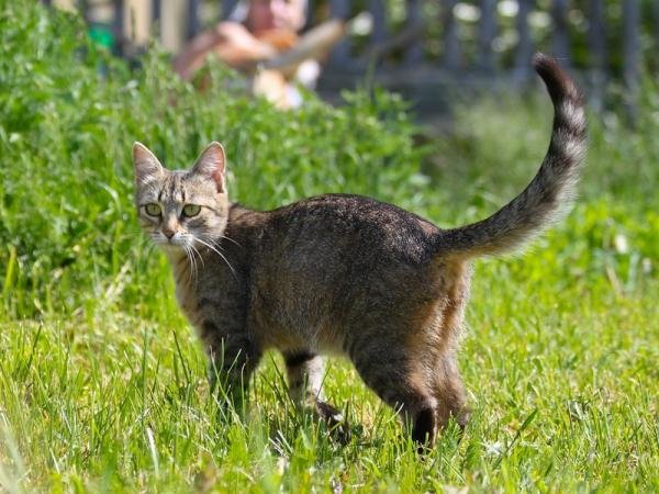 дворовая кошка фото