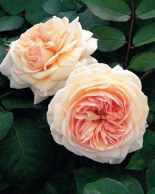 э шропшир лэд (rose a shropshire lad) роза фото