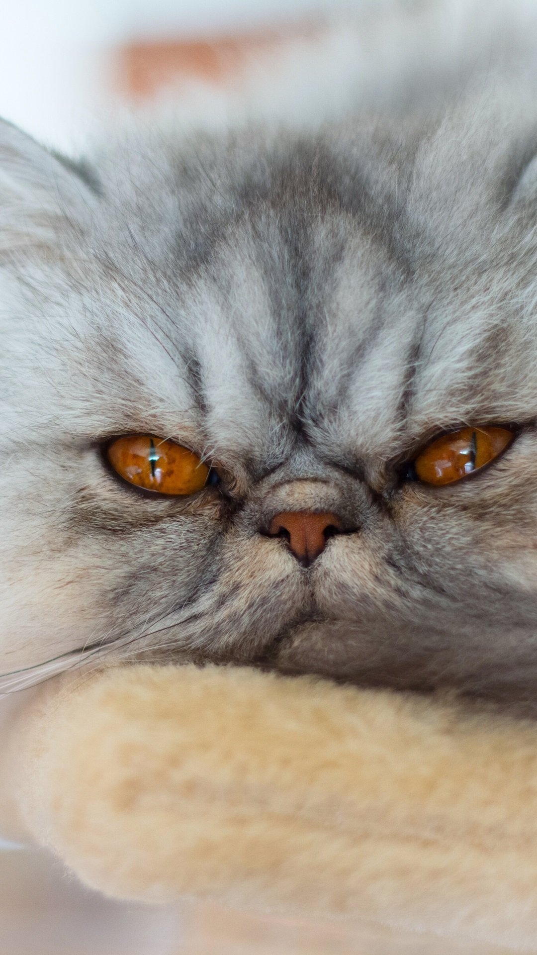 экзотическая кошка обои фото