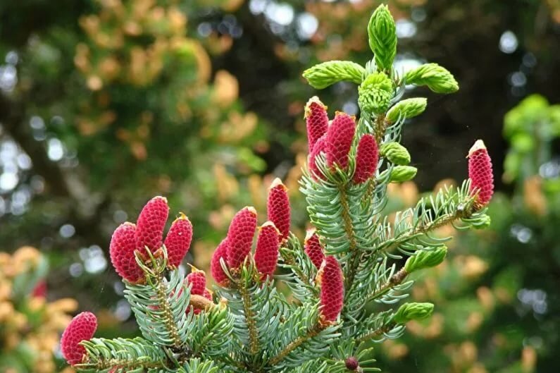 ель аянская picea ajanensis фото
