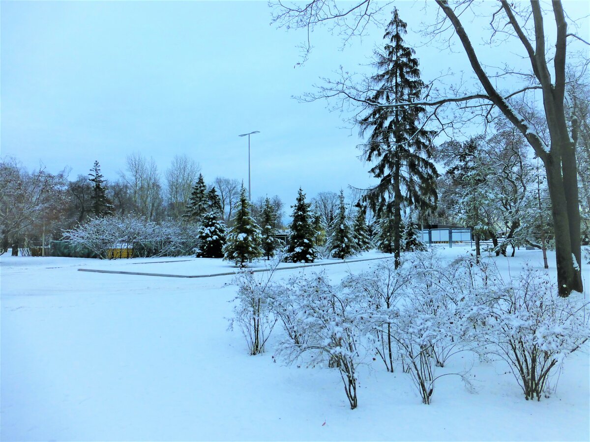 елка зима парк фото