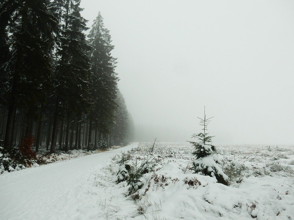 ельник зимний снегопад фото