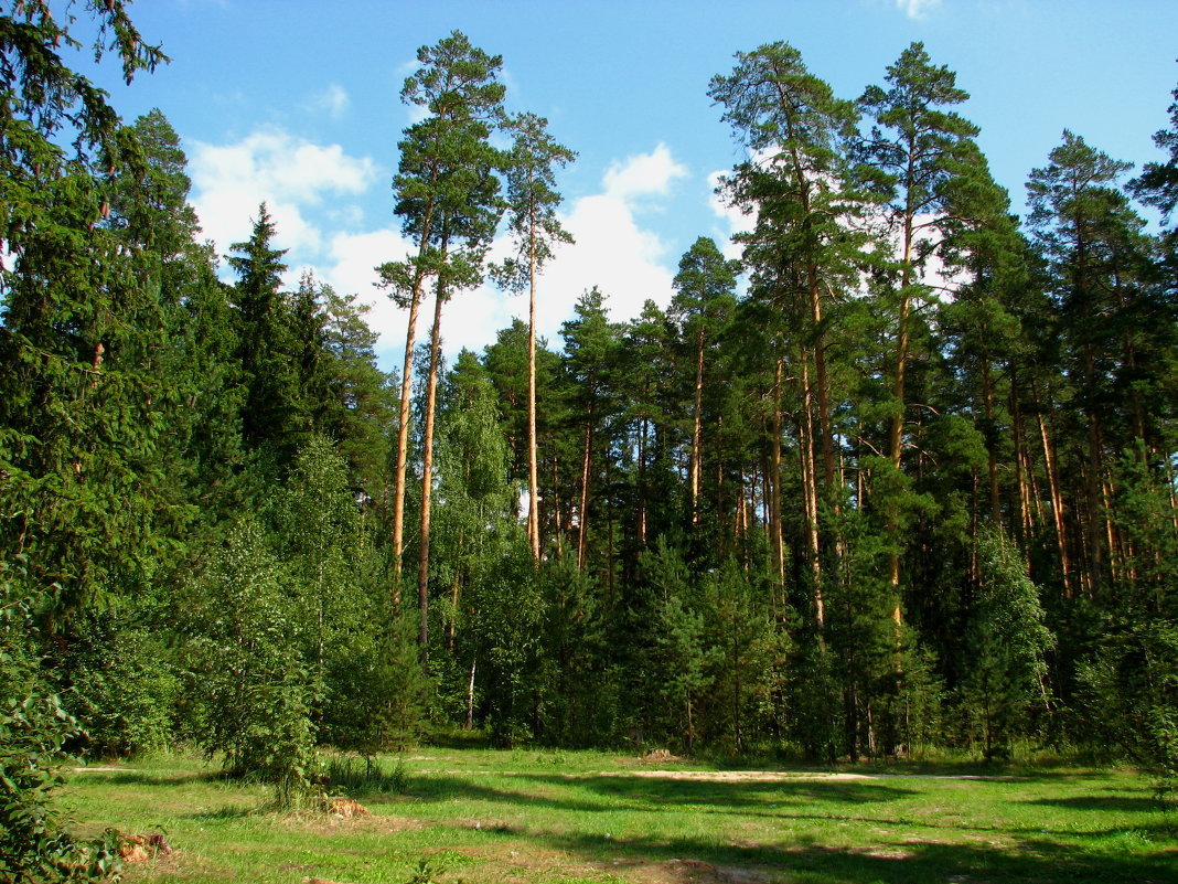 еловый и сосновый бор фото