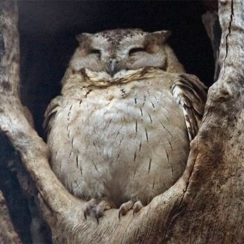 fat owl фото