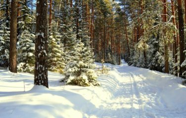 февральский лес картинки фото