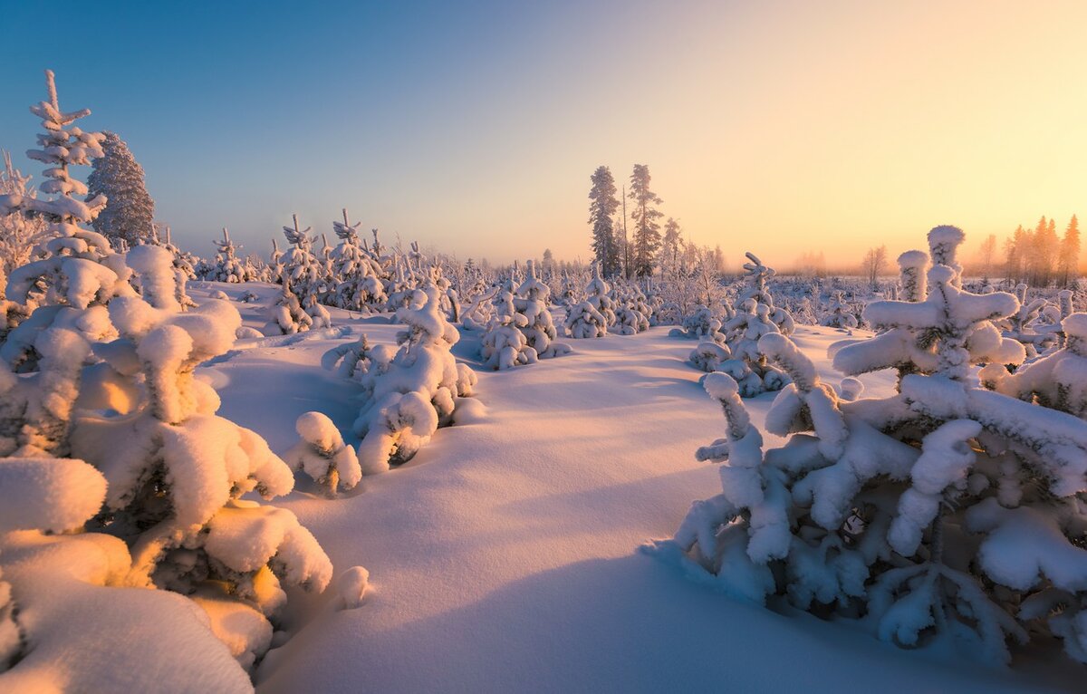 финляндии фото заснеженый лес фото