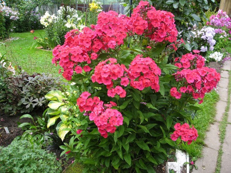 флоксы многолетние в саду фото