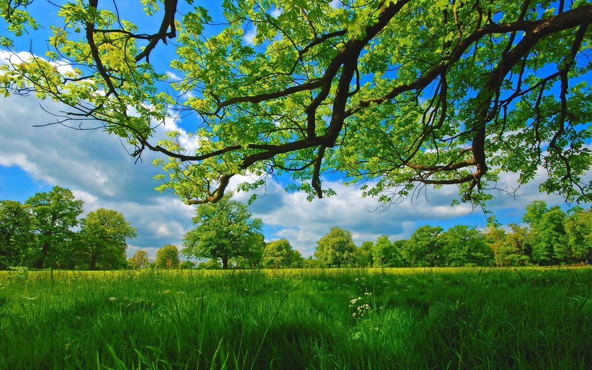 фон для рабочего стола природа лето фото