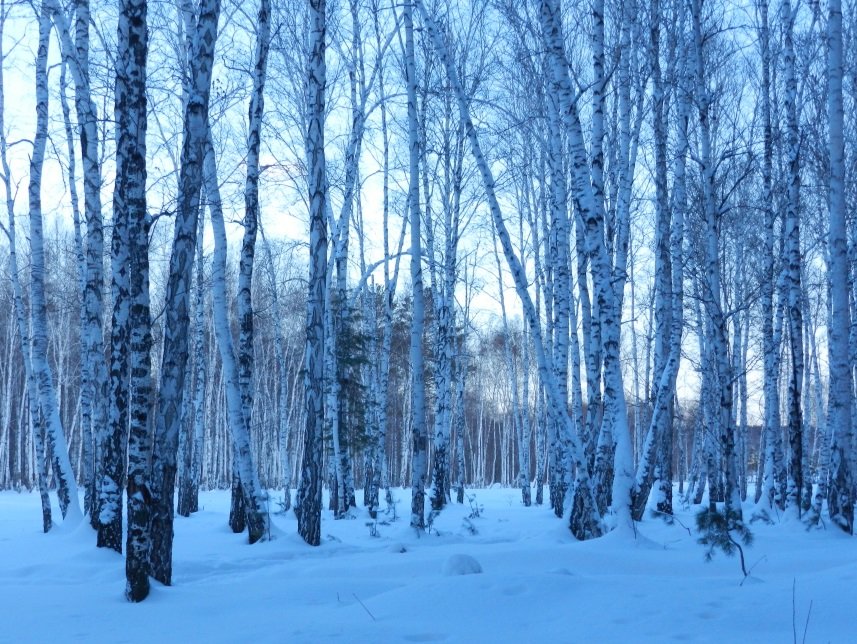 фон зимнего березового леса фото