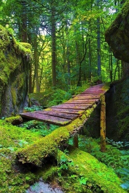 forest bridge фото