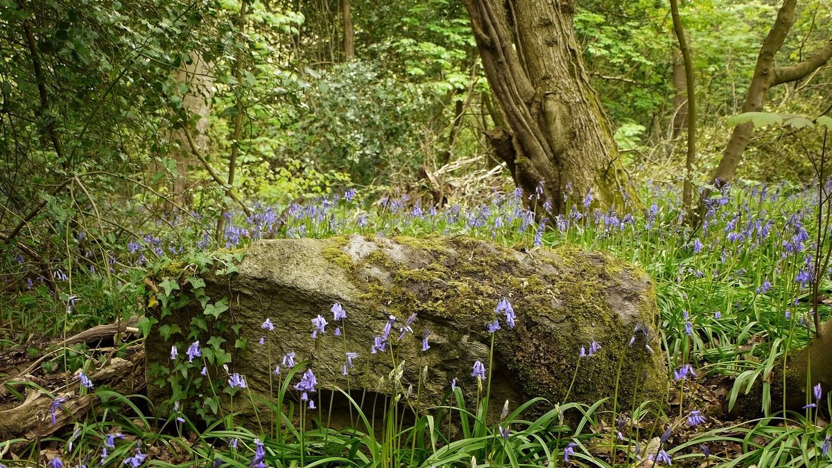 Forest Flower фото