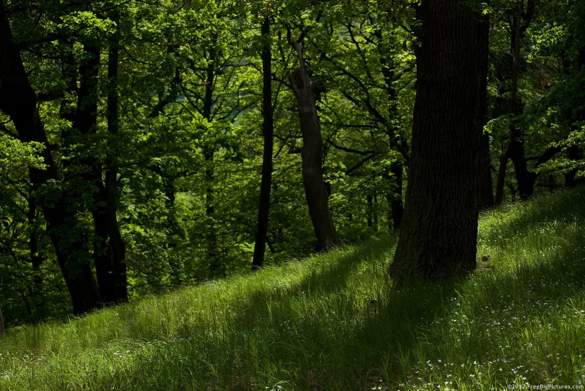 forest picture фото