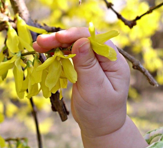 форзиция промежуточная (forsythia intermedia goldzauber ) фото