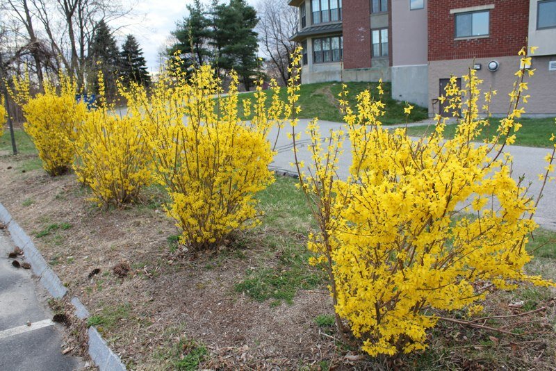форзиция промежуточная lynwood gold фото
