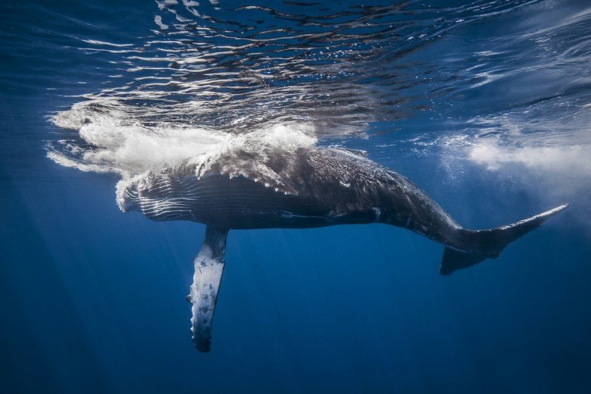 фото кита в океане фото