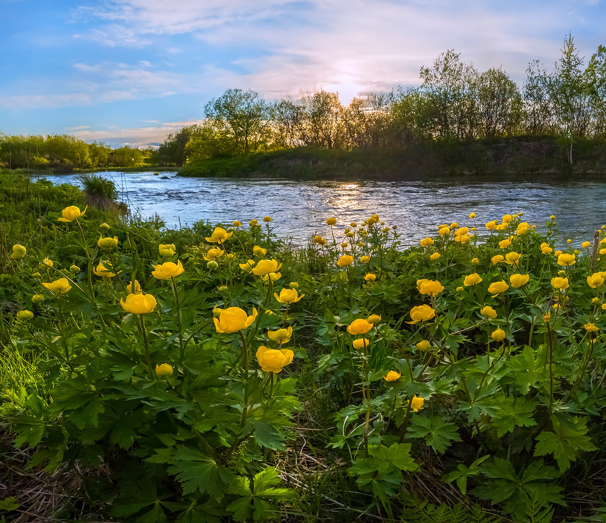 фото купальница речная фото