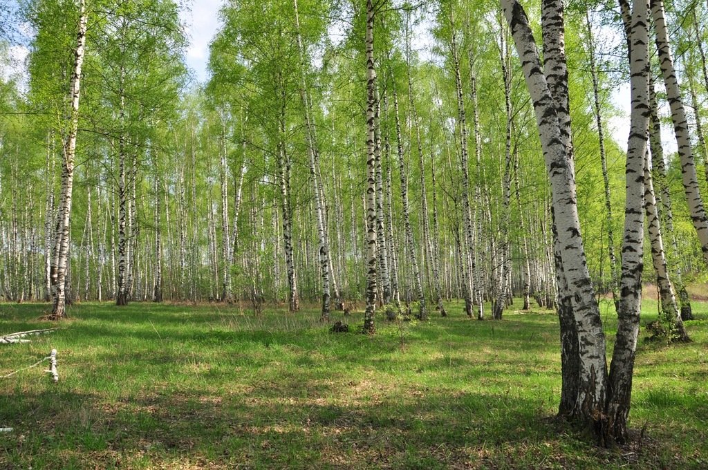 фото лес поляна и березы фото