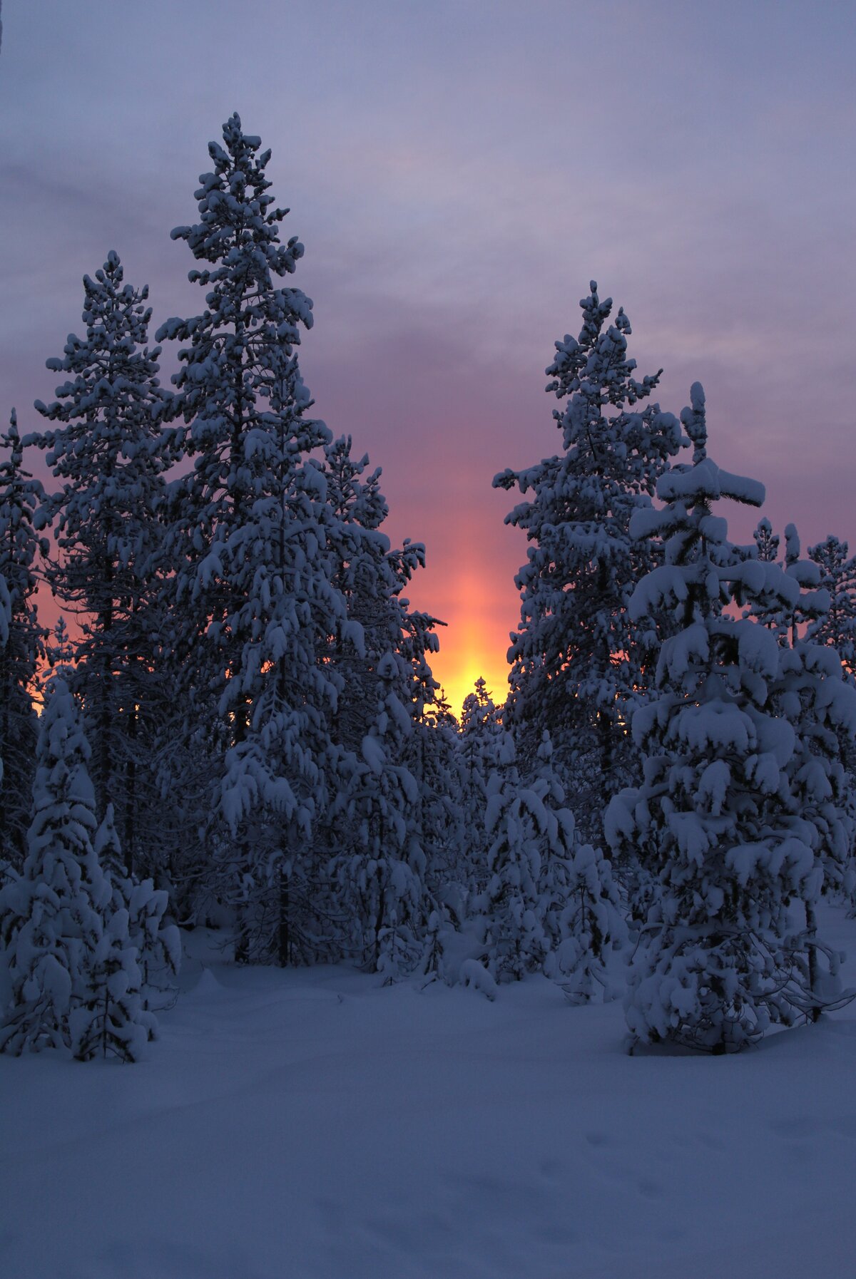фото лес зима закат фото