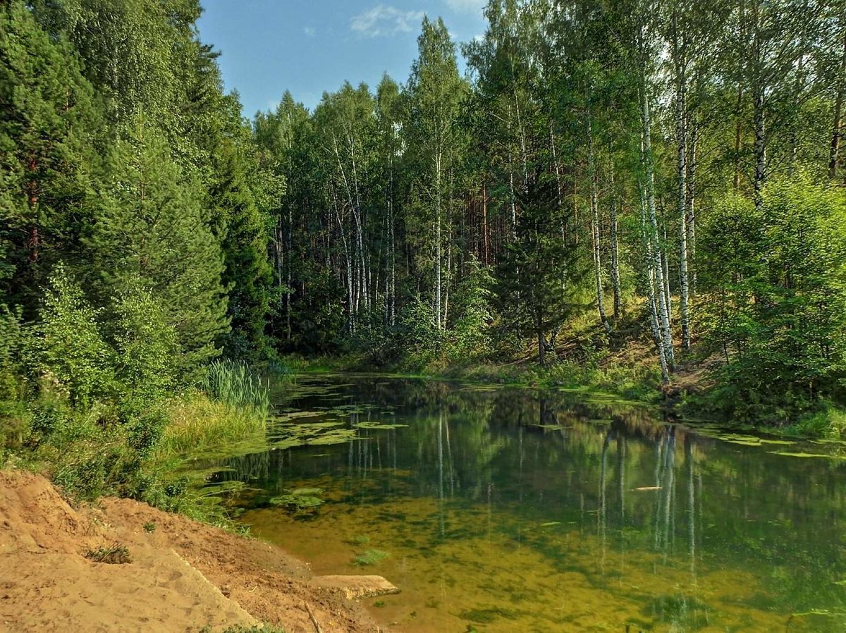 фото лесного озера летом фото