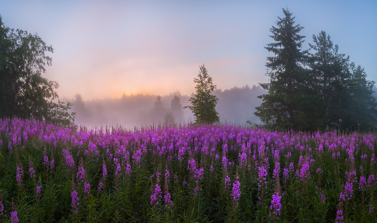 фото луга иван чай фото