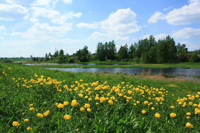 фото луга с купавками фото