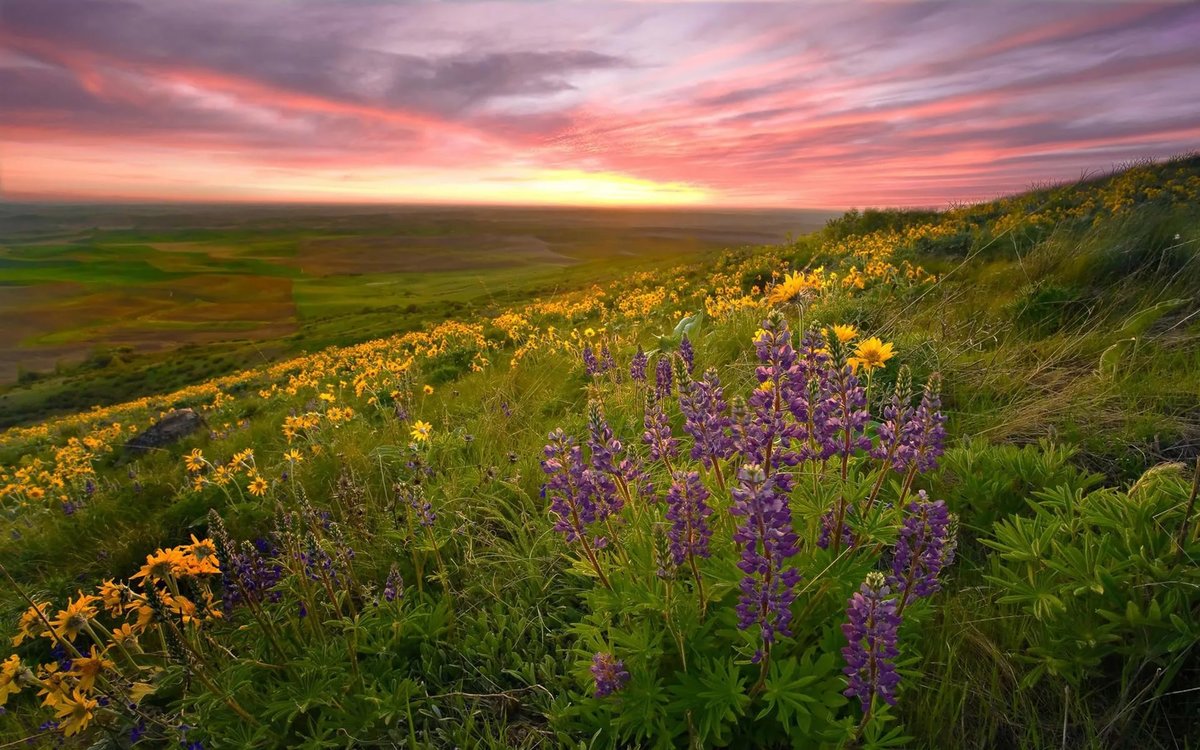 фото луговых цветов русской природы фото