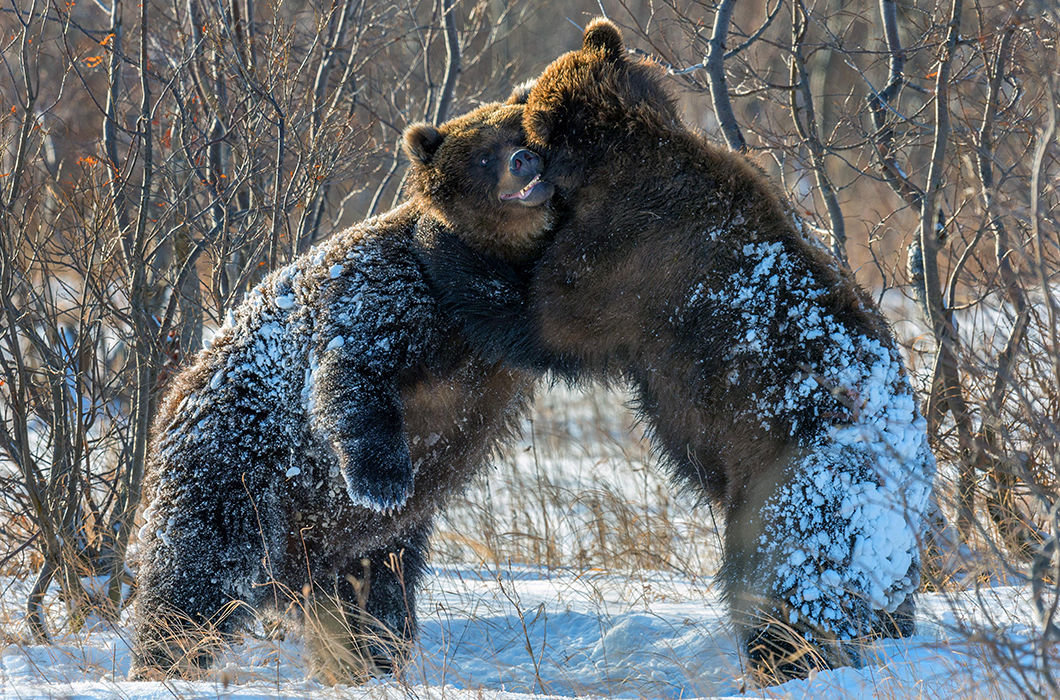 фото медведя в снегу фото