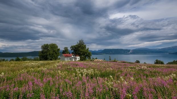 фото норвегия лето цветы фото