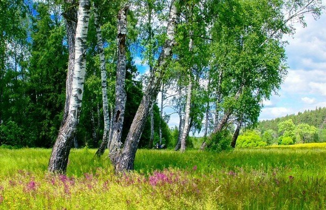 фото опушка леса березы фото