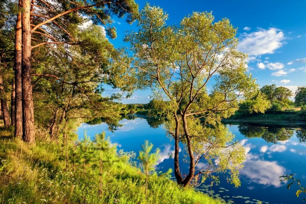 фото пейзажи сосен берез и реки фото