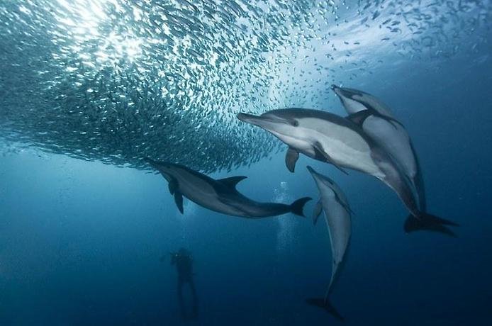 фото подводный мир с дельфинами фото