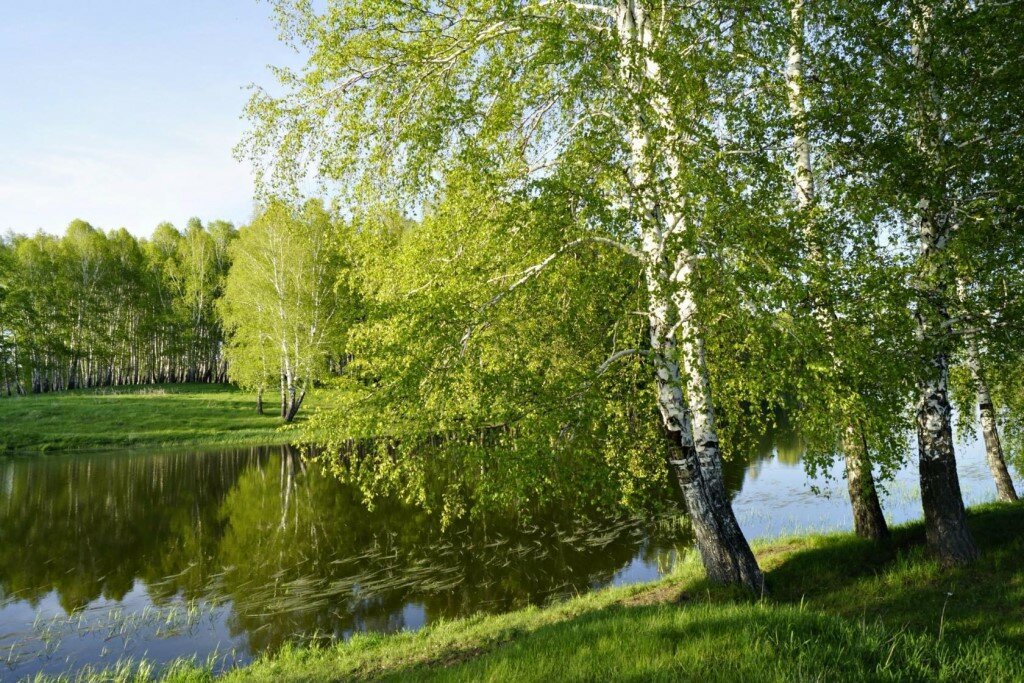 фото природы березы россии фото
