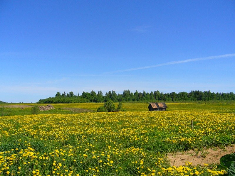 фото равнинный луг фото