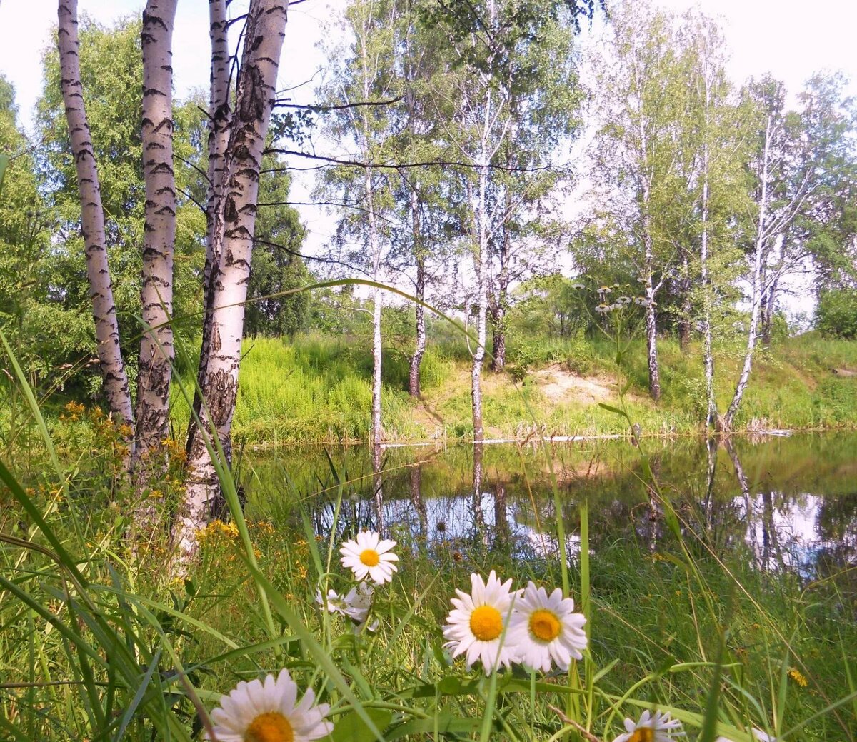 фото русские березы и ромашки фото