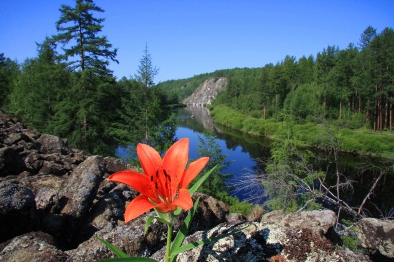 фото сибирской тайги летом фото