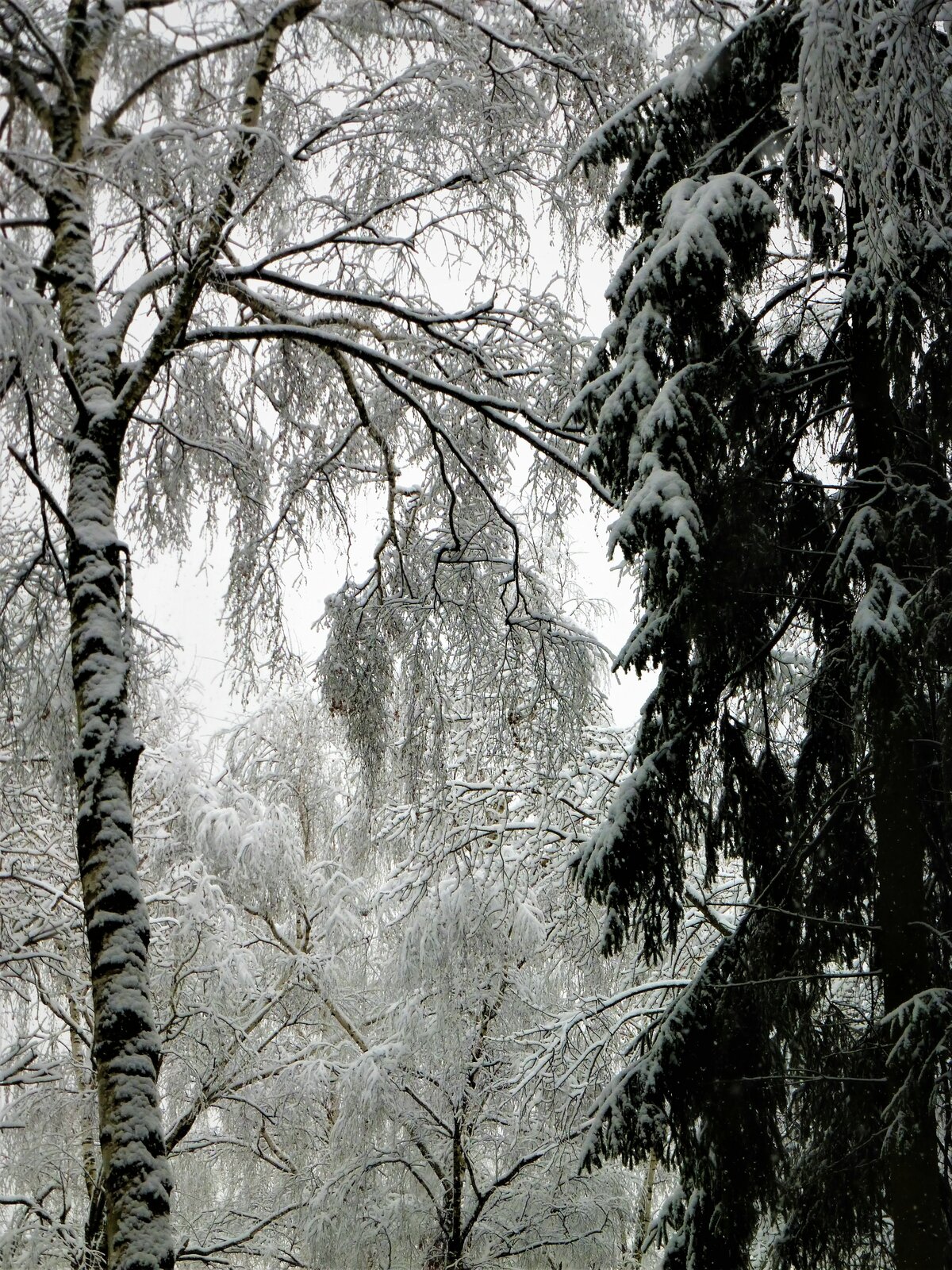 фото снега в природе фото