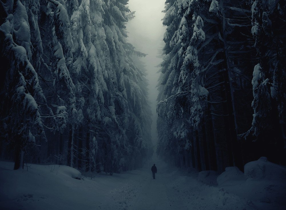 фото темный снежный лес фото