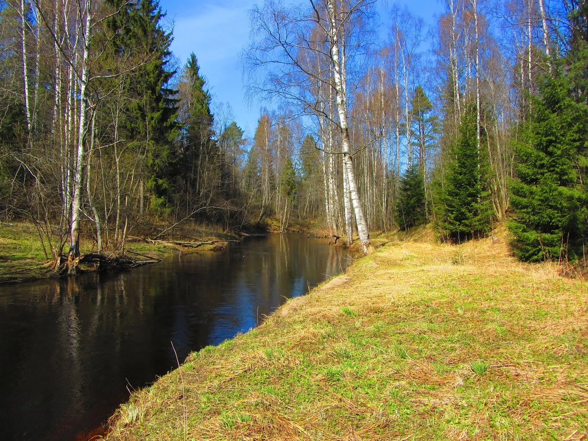 фото весна лес река фото