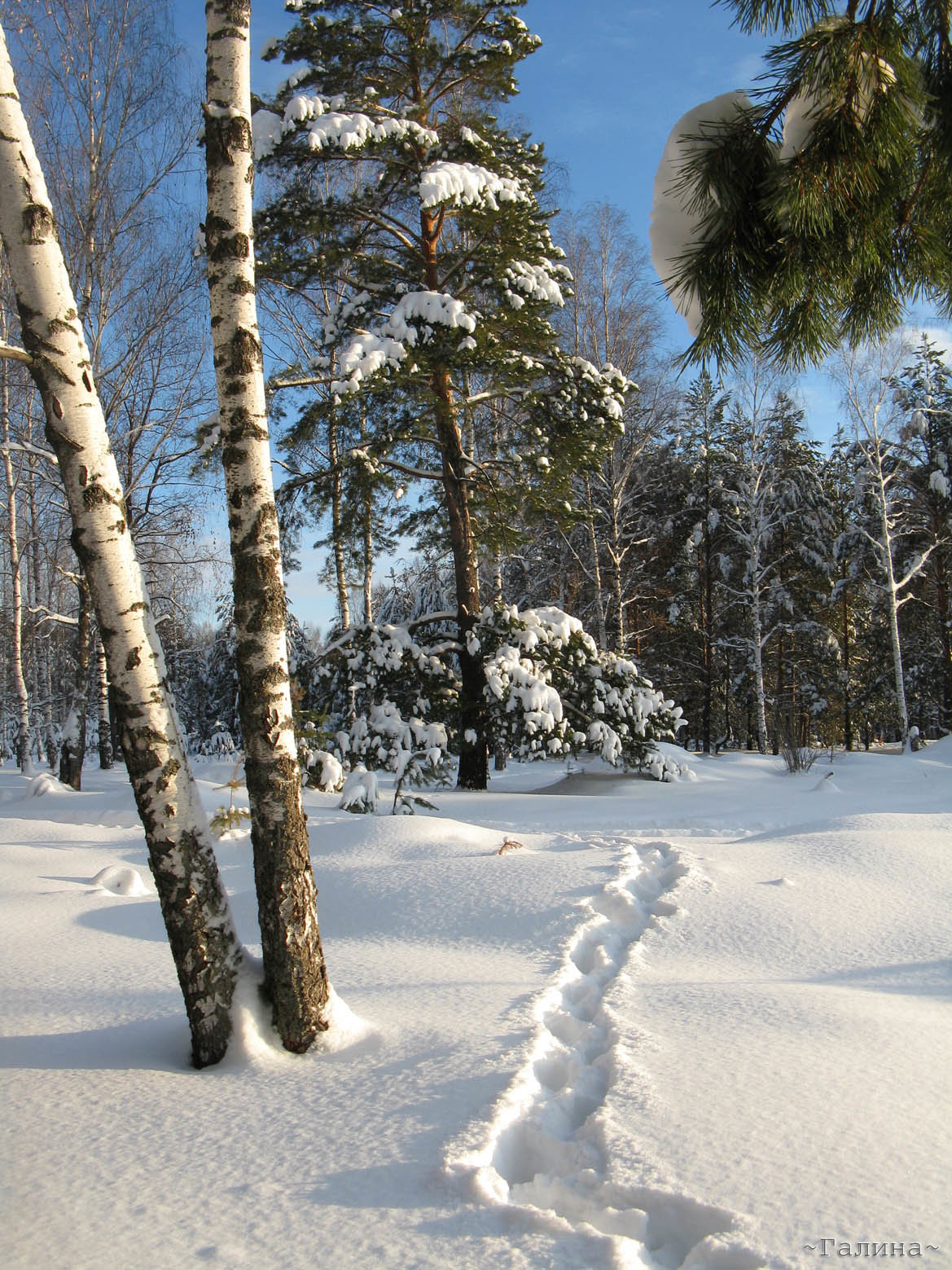 фото зимней природы саранск фото