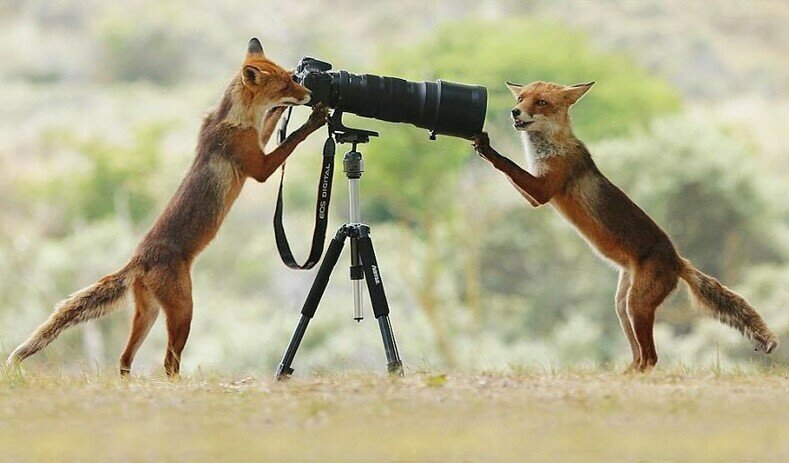 фотограф и белка фото