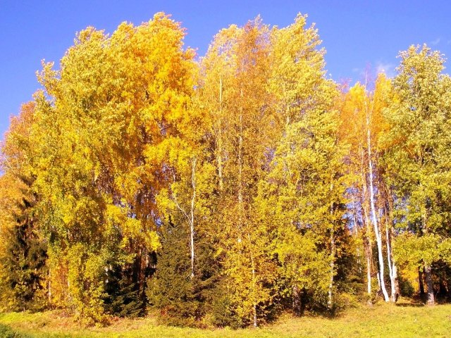 фотографии березы осенью фото