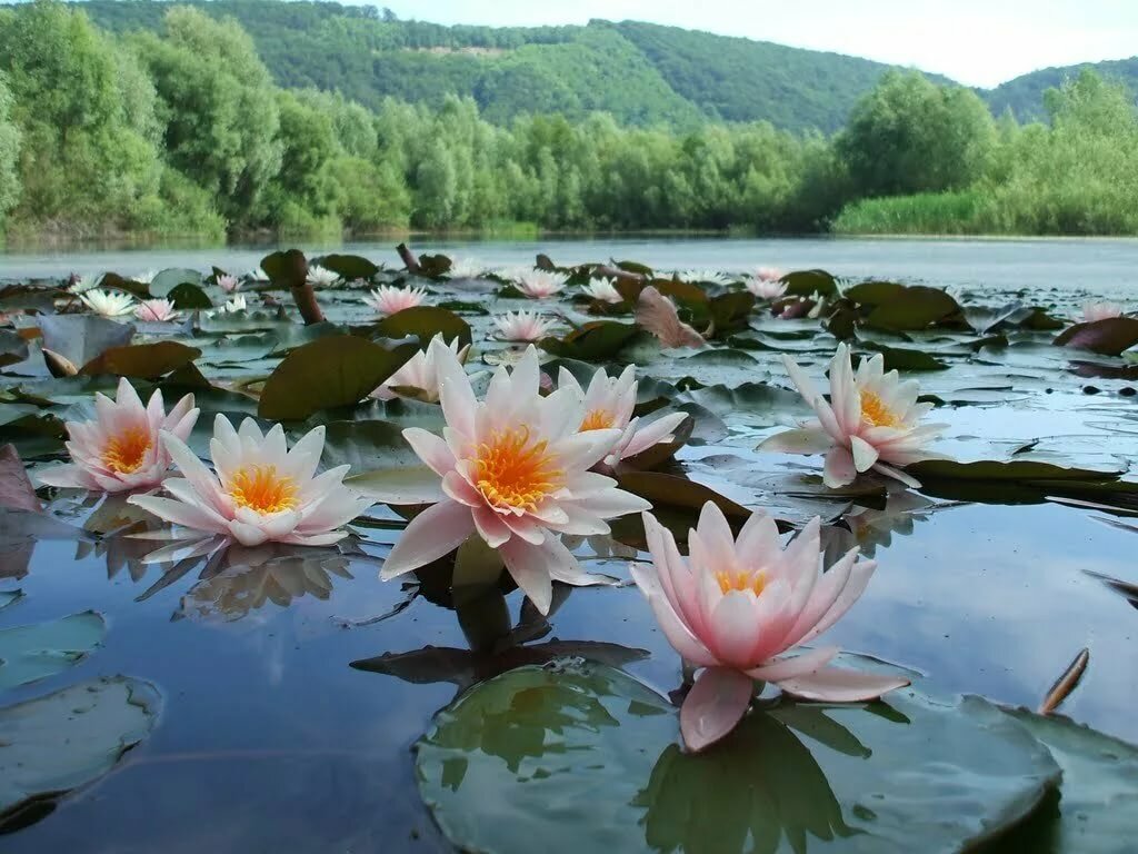 фотообои.озеро с кувшинками фото