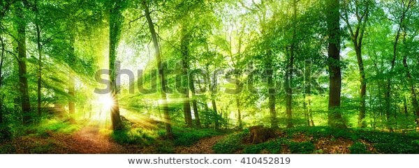 фотообои панорама лес фото