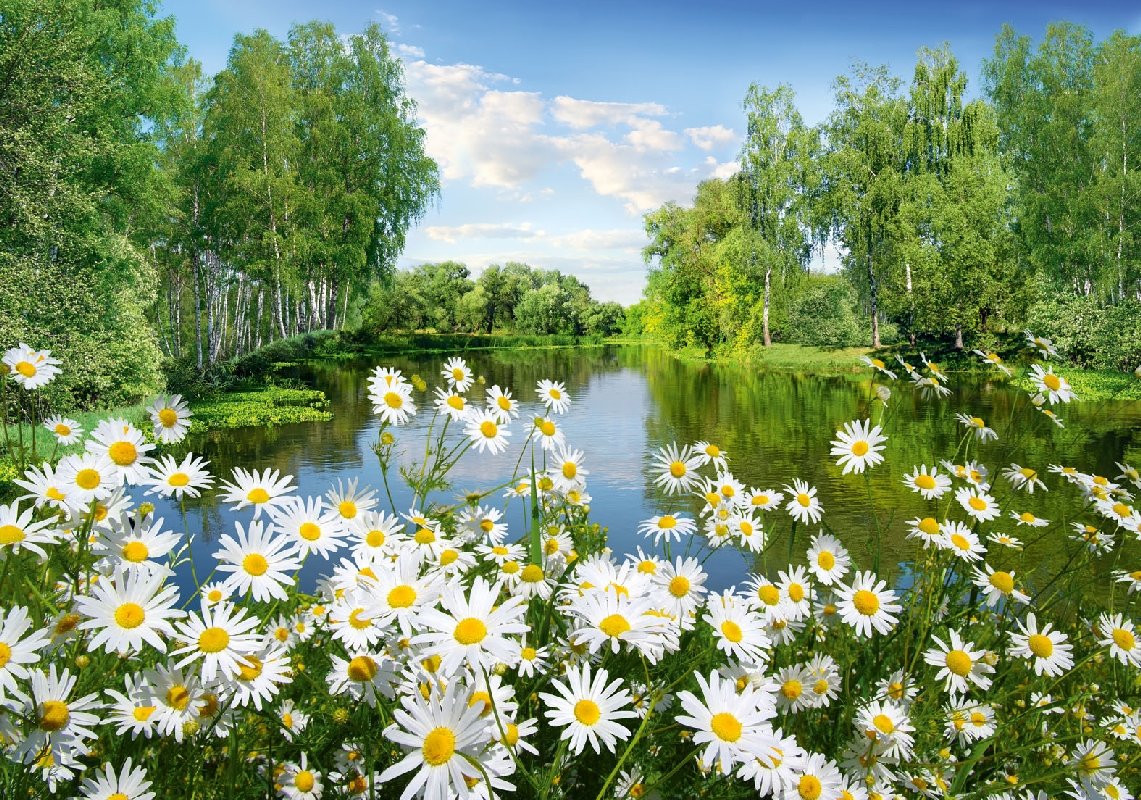 фотообои ромашки фото