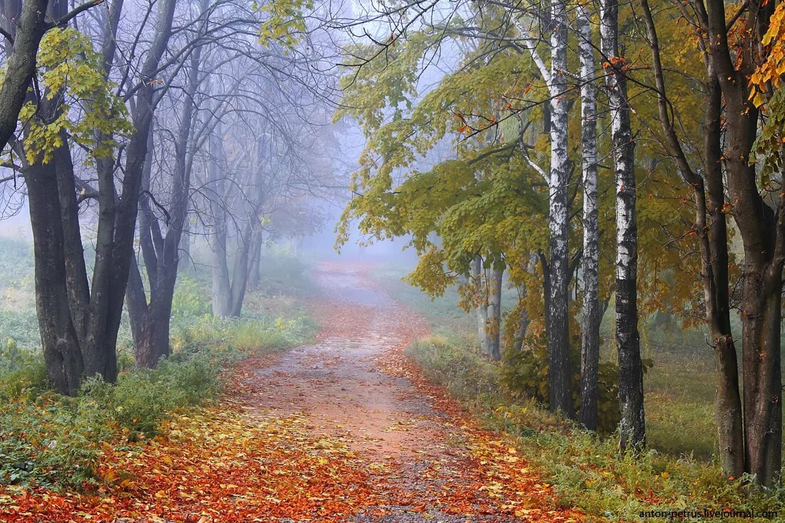 фотопейзаж осенний лесэ фото