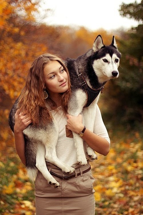 фотосессия с собаками хаски фото