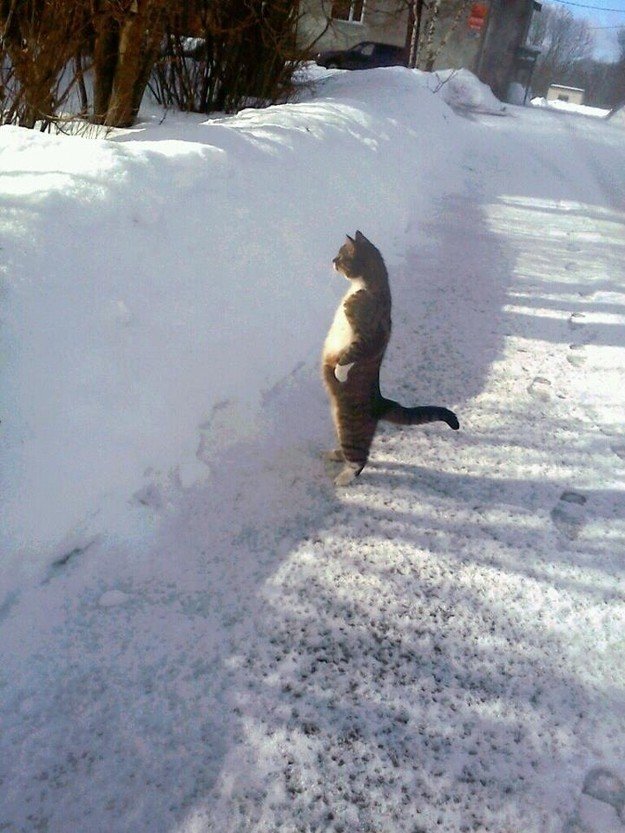 где весна прикольные фото