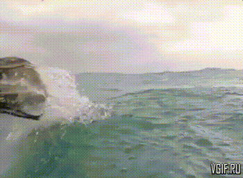 гифки акула плывёт над водой фото