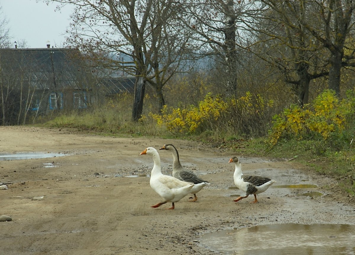 гоняй гусей фото